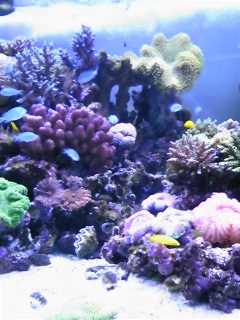SKY AQUARIUM III