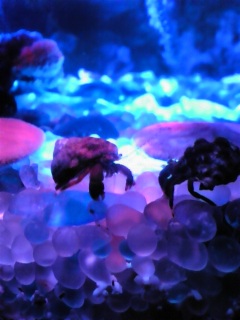 SKY AQUARIUM III 02