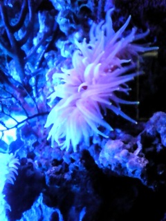 SKY AQUARIUM III 03